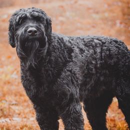 Giant Schnauzers from K & C Giants