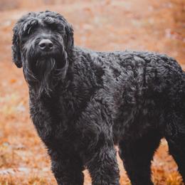 Giant Schnauzers from K & C Giants