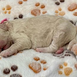 Christina - Cream female Goldendoodle puppy in Brandon, Mississippi from Dazzling & Dapper Doodles of MS