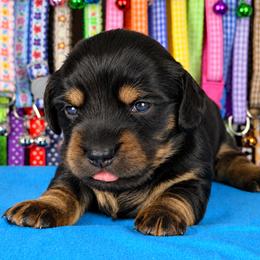 Elsie 2800 - Black and tan female Dachshund puppy in Hendersonville, North Carolina from Snarky Doxy Miniature Dachshunds