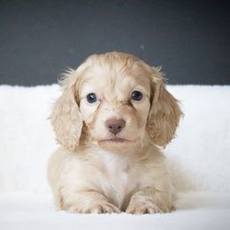 Chicago - Fawn female Dachshund puppy in Cottage Grove, Oregon from Hidden Hills Dalmatians