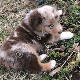Australian Shepherd Puppies from Mika’s Aussies
