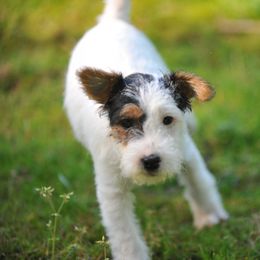 Baby Luce - Tri-color female Jack Russell Terrier puppy in Graham, Washington from Ethical Jacks