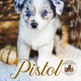 Pistol - Blue merle male Australian Shepherd puppy in Ennis, Texas from God’s Little Aussies