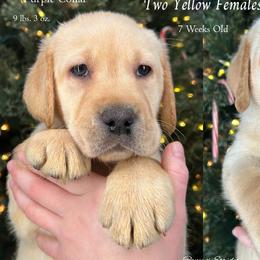 Spider Gwen - Purple Collar, Yellow Female - 3,500 - Yellow female Labrador Retriever puppy in Eaton Rapids, Michigan from Higher Ground Labradors