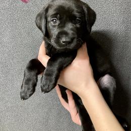 Maly - Black female Labrador Retriever puppy in Newaygo, Michigan from Royal Oak Gundogs