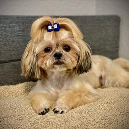 Phoebe - Shih Tzu