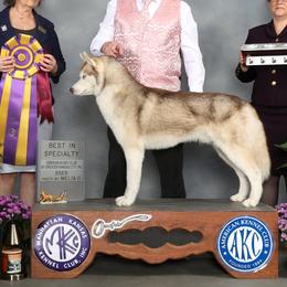Siberian Huskies from Northern Staar Kennel