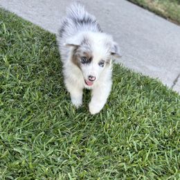 Boy 4 - Blue merle male Australian Shepherd puppy in Fontana, California from J.O Family Aussies