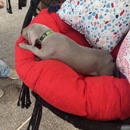 Boy 3 - Weimaraner puppy in Lone Camp, Texas from Bullard’s Weimaraners