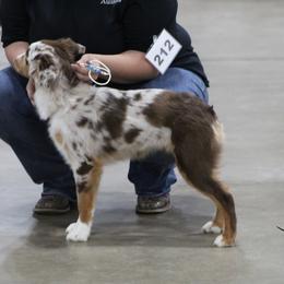 Australian Shepherd Puppies from Rocking Diamond B Aussies