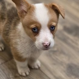 Red Merle Girl - Red merle and white female American Corgi puppy in Middleburg, Florida from Mulkeys Little Corgis