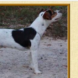 Looney Tunes - Jack Russell Terrier