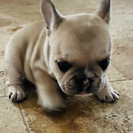 French Bulldog Puppies from Stuudmuffinfrenchies