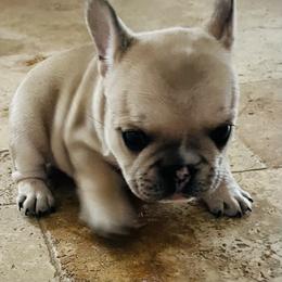 French Bulldog Puppies from Stuudmuffinfrenchies