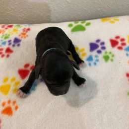 Jax - Black and white male Cockapoo puppy in Brookings, South Dakota from Hofer Pups