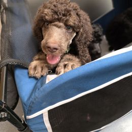 Poodle Puppies from Powder Puff Poodles