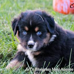 Miniature Australian Shepherd Puppies from JnT's Bluegrass Mini Aussies