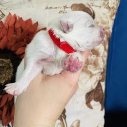 Vanessa - White female Pomeranian puppy in St. Louis, Missouri from Saint Louis Pomeranian babies