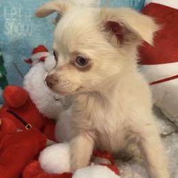Boo - Cream and white male Chihuahua puppy in Hillsboro, Texas from Pikanoo Pups