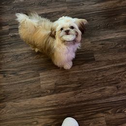 Brodie - Brindle Shih Tzu puppy in Lebanon, Tennessee from Jan’s Shihtzus