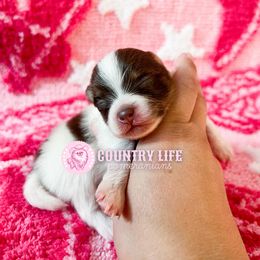 Dennis - Chocolate and tan male Pomeranian puppy in Idaho Falls, Idaho from Country Life Pomeranians