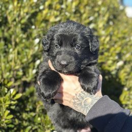 Girl 2 - Sable female German Shepherd puppy in Warwick, Rhode Island from Karma Kennels