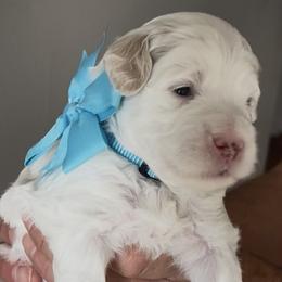 Mr. Skye - Parti male Goldendoodle puppy in Culpeper, Virginia from Beechwood Goldendoodles (VA)