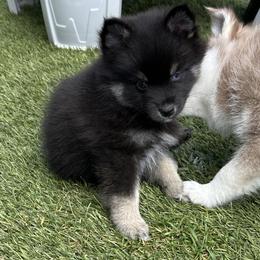 Oreo - Wolf sable male Pomsky puppy in Pasco County, Florida from Pomsky Hills