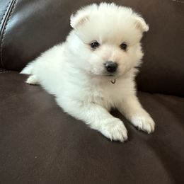 American Eskimo Dog Puppies from Ketura’s Angels Kennels