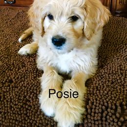 Goldendoodle Puppies from CharLia's Holistic English Cream Golden Retrievers & Doodles