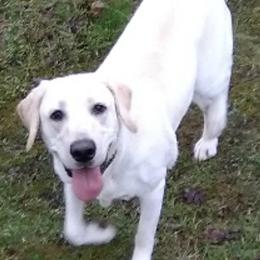 Labrador Retrievers from Kaya's Pups
