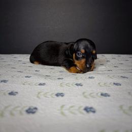 Jäger - Black and tan male Dachshund puppy in Lumber City, Georgia from CarolinaDachshunds