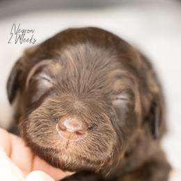 Negroni - Tri-color male Bernedoodle puppy in Youngstown, Florida from Wonderland’s Boujie Kennels