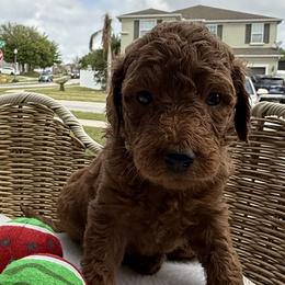 Gray - Chocolate male Goldendoodle puppy in Clermont, Florida from Da Ruba Doodles