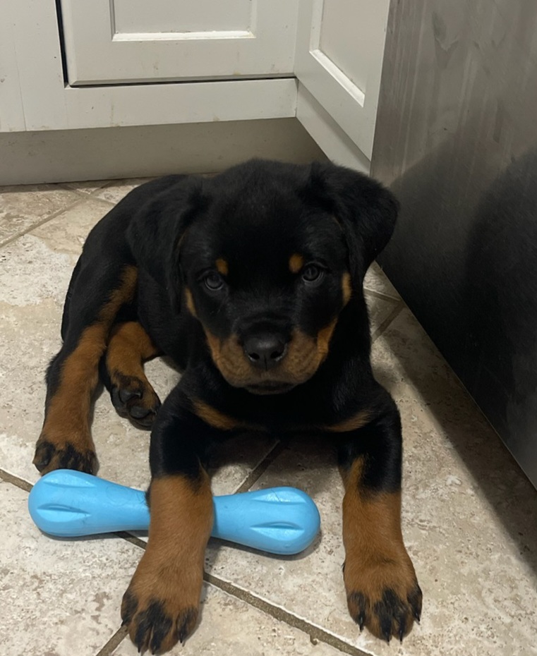 Rottweiler Puppies from Harris Hill Rottweilers