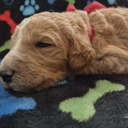 Poodle Puppies from All Poodle No Doodle