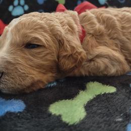 Poodle Puppies from All Poodle No Doodle