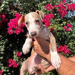 Mario - Fawn brindle male Whippet puppy in Katy, Texas from Texas Diamond Whippets