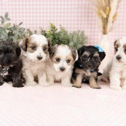 Cavapoo, Cockapoo, Maltipoo, and Poodle Puppies from My Doodle Puppy
