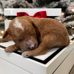 Cavapoo Puppies from SoCal Cavapoos