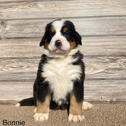 Bonnie - Bernese Mountain Dog puppy in New Haven, Indiana from Milan Berners