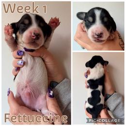 Fettuccine - Piebald male Dachshund puppy in Michigan from M.H.P Dachshunds