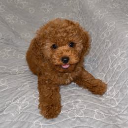 AKC Chance - Ready today - Red  male Poodle puppy in Tampa, Florida from The Sweet Life of a Toy Poodle