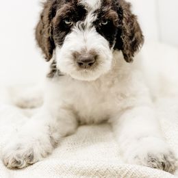 Goldendoodle Puppies from Magic Valley Goldendoodles