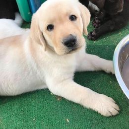 Labrador Retriever Puppies from Colindy Labradors
