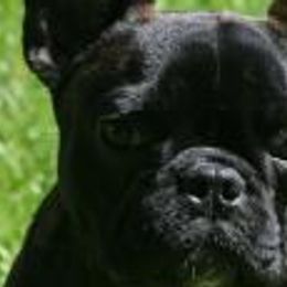 Bulldogs and French Bulldogs from Jagster’s Bulldogs