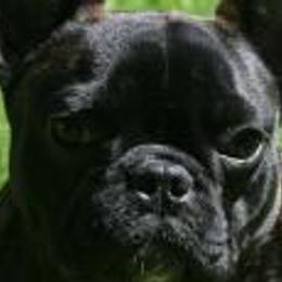 Bulldogs and French Bulldogs from Jagster’s Bulldogs