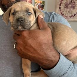 Girl 1 - Fawn female Cane Corso puppy in Waldorf, Maryland from Myles High Dog Club