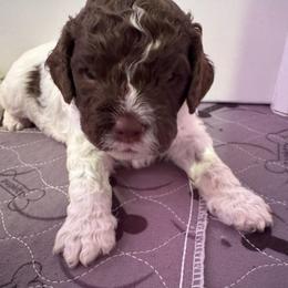Gia - White female Lagotto Romagnolo puppy in Chehalis, Washington from Scarlet Oak Lagotti